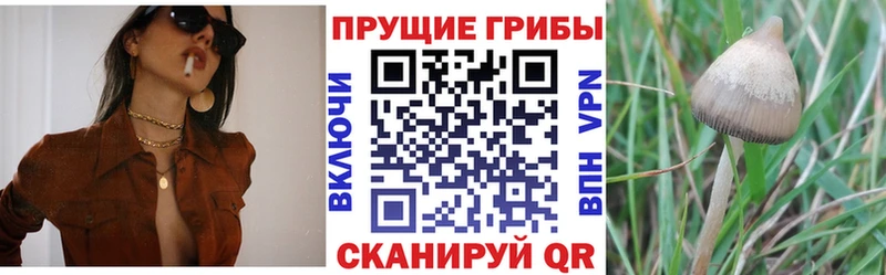 Псилоцибиновые грибы GOLDEN TEACHER  ссылка на мегу   Серафимович 